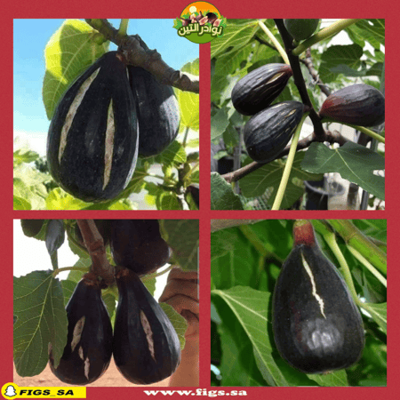 عقل تين الغدان