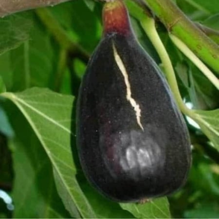 عقل تين الغدان