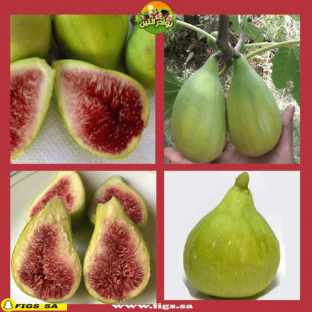 عقل تين دالماتيا