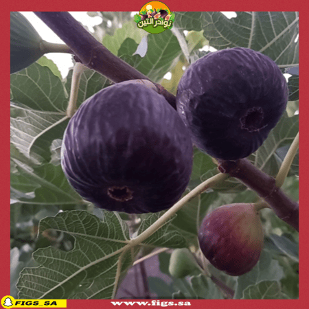 عقل تين براون تركي