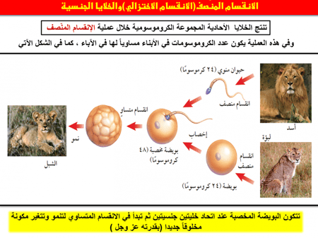 اوراق علوم ثالث متوسط الفصل الاول