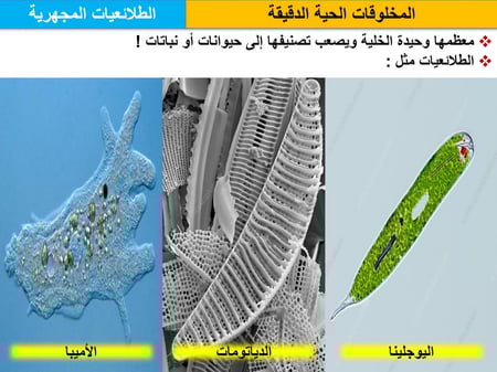 نموذج تحضير درس علوم للصف السادس