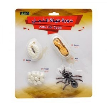 أشكال تعليمية ثلاثية الأبعاد تعلم دورة حياة مكونة من 4 قطع