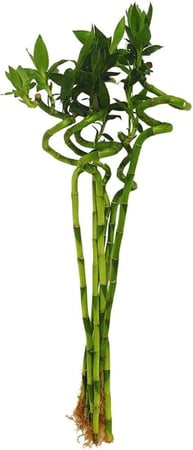 بامبو "عصا موسي"