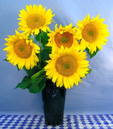دوار شمس فان جوخ - Van Gogh Sunflower