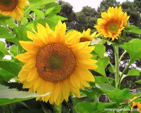 دوار شمس فان جوخ - Van Gogh Sunflower