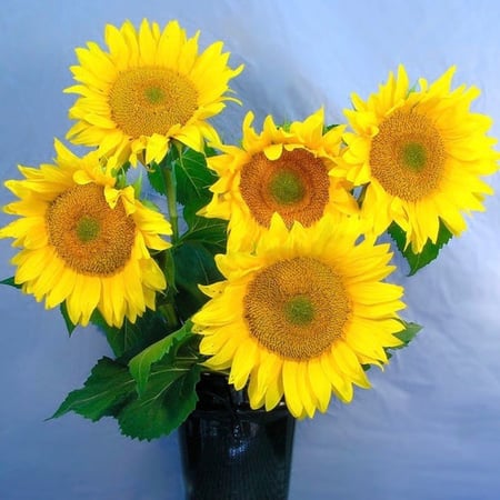 دوار شمس فان جوخ - Van Gogh Sunflower