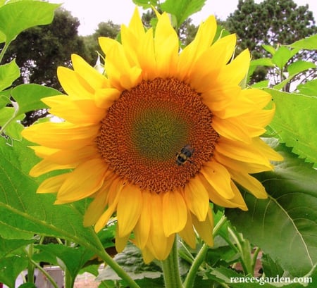 دوار شمس فان جوخ - Van Gogh Sunflower