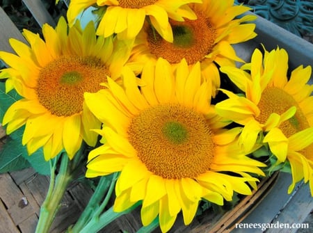 دوار شمس فان جوخ - Van Gogh Sunflower