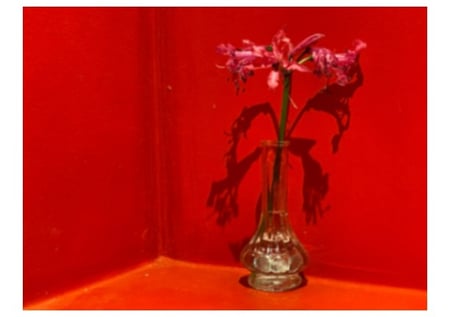 وردة على خلفية حمراء