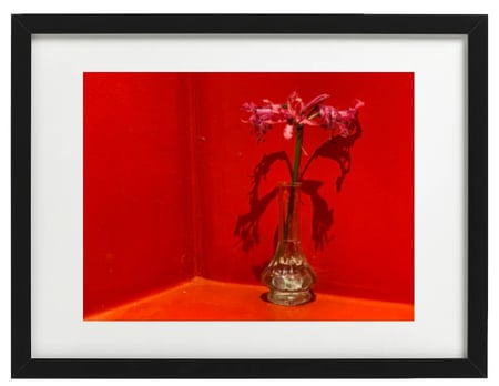 وردة على خلفية حمراء