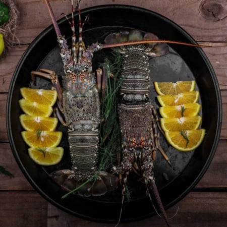 ستكوزا طازج سمكها