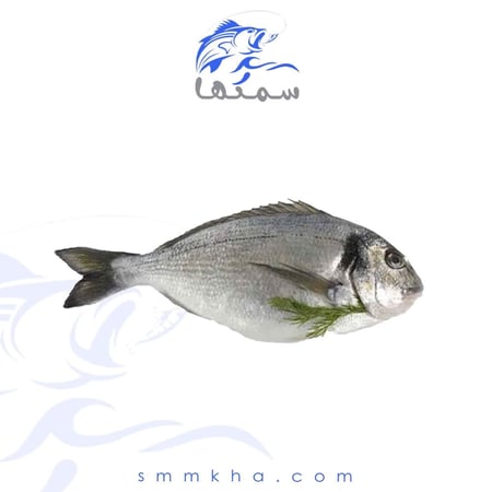 سمك دنيس - سمكها