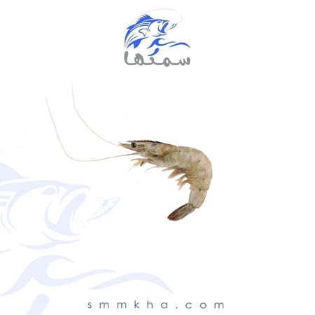 جمبري-بحري-صغير