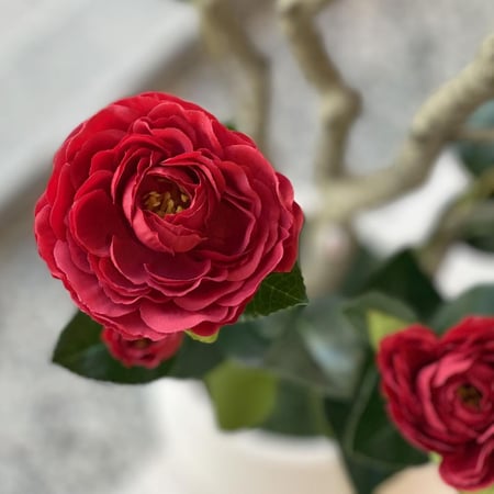 شجرة ورد جوري أحمر