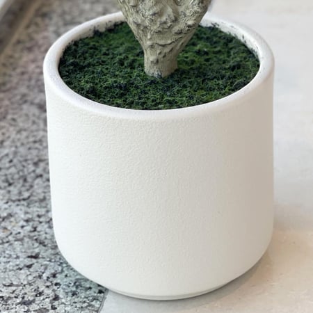 شجرة ورد جوري أحمر