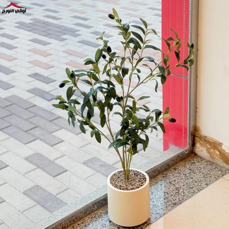 شجرة زيتون مع الحوض