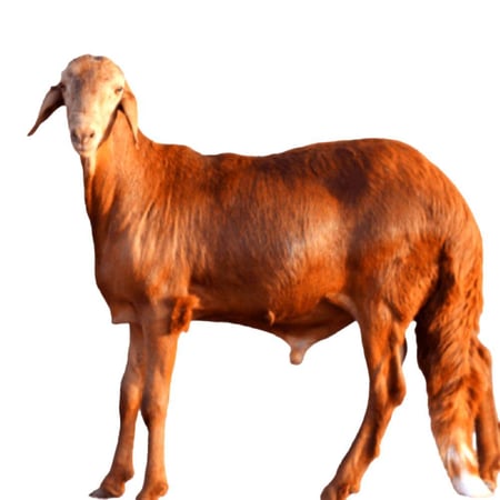 سواكني كبير