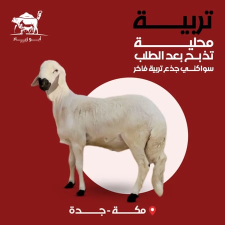 أضحية سواكني ابيض تربية فاخر