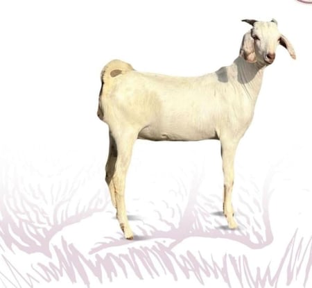 تيس بيشي تربيه وسط