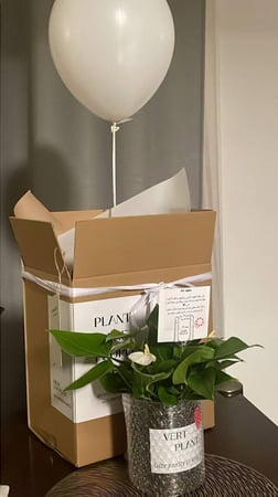 Package dream بكج الخيال أبيض انتوريوم