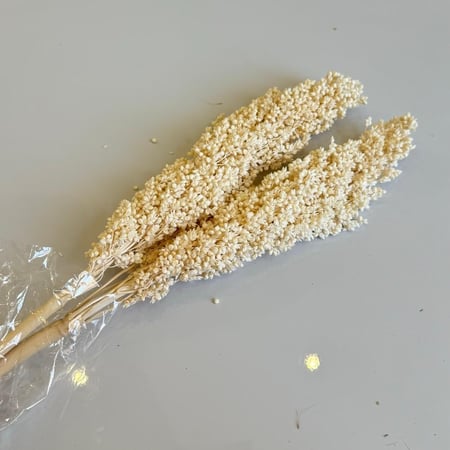 غصن مجفف رقم ( 2 )