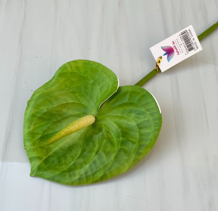 غصن ورد رقم ( 29 ) انثوريوم