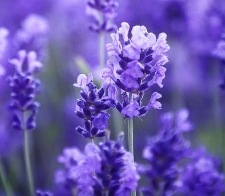 معطر زهرة اللافندر 250ML