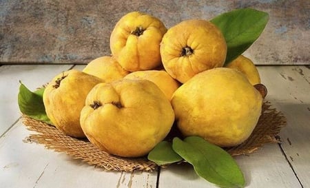 عقل  أو قصاصات شجرة فاكهة السفرجل