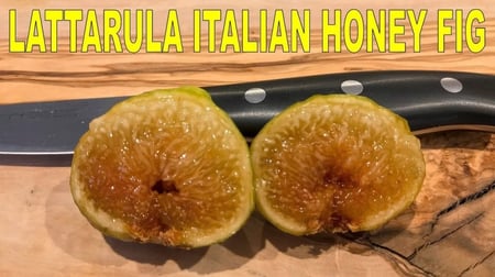 عقل تين ايطالي عسلي