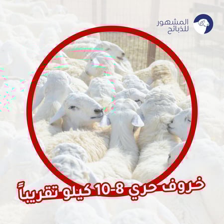 خروف حري 8-10 كيلو تقريبا