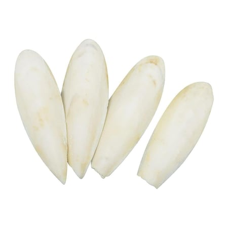 عظم الحبار 5 حبات احجام متفاوتة