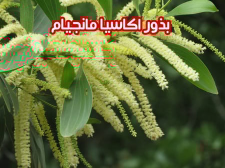 بذور اكاسيا مانجيام