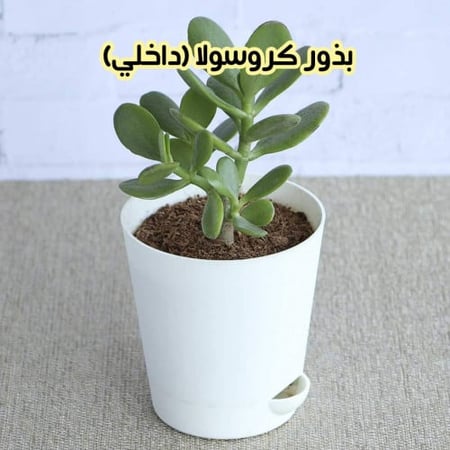 بذور كورسولا
