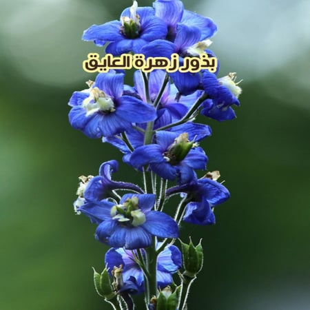 بذور العايق