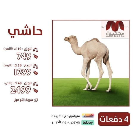 حاشي لباني بلدي