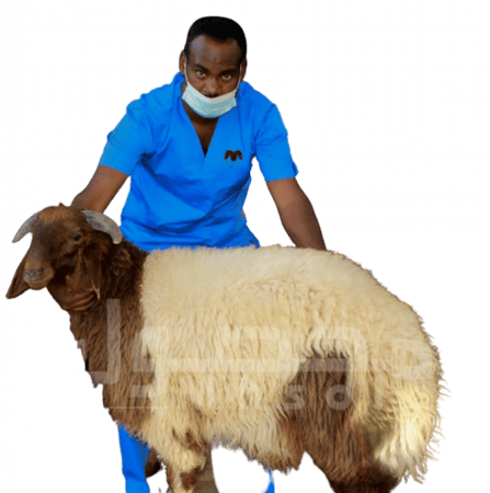 نعيمي بلدي جذع