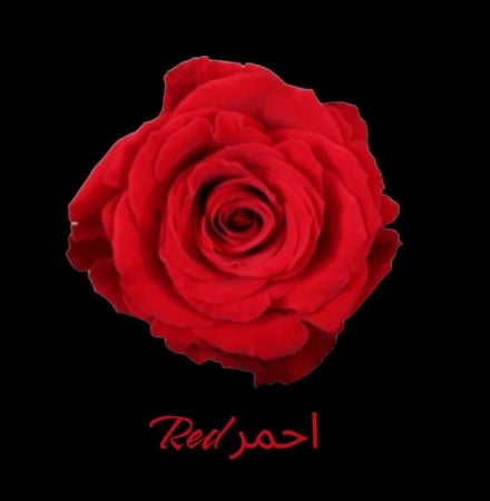 فازة روز Vazza Rose