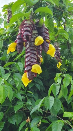 شتلات شجيرة منقار الببغاء Gemelina Philippinesis صغير