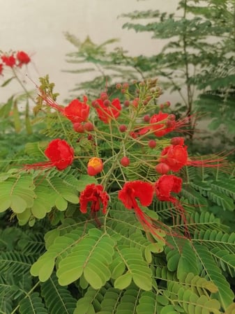 شتلات سيسالبينيا جلليسياي ( زهرة الطاووس) اورنج