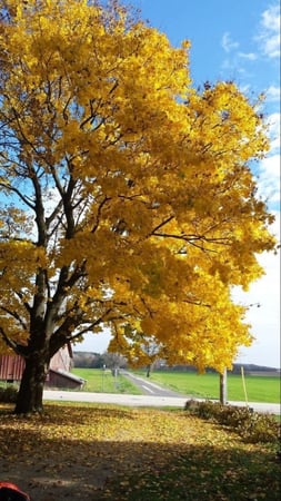 تبوبيا قولد