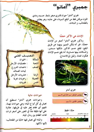 موسوعة الحيوانات - القشريات
