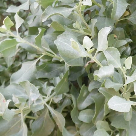 عشبة القطف (المالح)