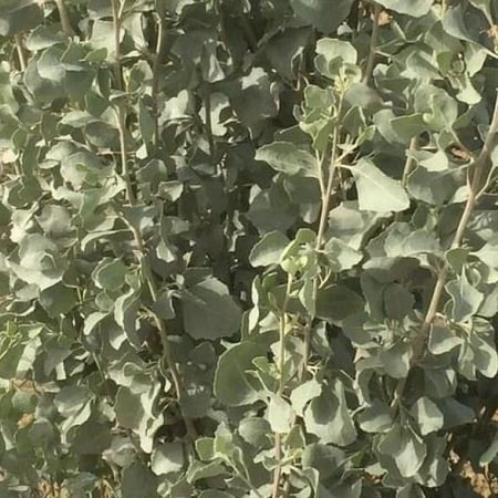 عشبة القطف (المالح)