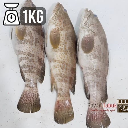 سمك هامور طازج