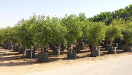 أكياس زراعية كبيرة للأشجار 150 لتر