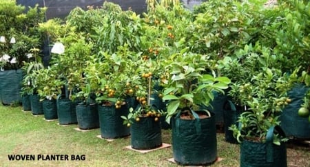 أكياس زراعية كبيرة للأشجار Planter Bags