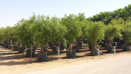 أكياس زراعية كبيرة للأشجار Planter Bags