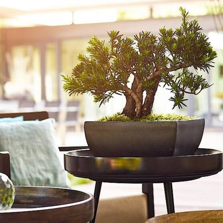 حوض نبات فايبرجلاس Esteras Fiberglass Brielle Planter