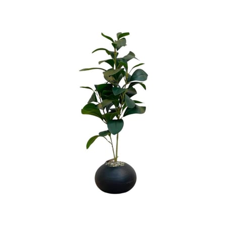 شتلات صغيرة